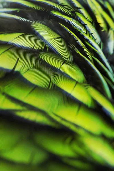 Оперение Зеленой Птицы Перья Ара Арлекина Фон Натуральной Текстуры Селективный — стоковое фото