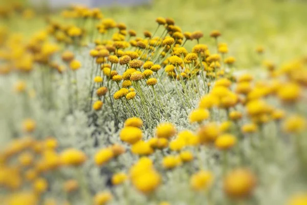 Žlutá Květina Selrctive Zaměření — Stock fotografie