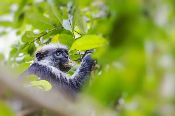 Red Colobus Μαϊμού Στη Ζανζιβάρη Επιλεκτική Εστίαση — Φωτογραφία Αρχείου