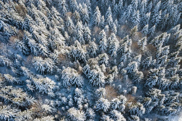 Pineta Innevata Montagna Vista Aerea Dall Alto Verso Basso Paesaggio — Foto Stock