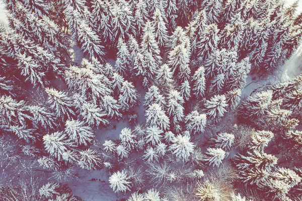 Горный Снег Покрыл Сосновый Лес Сверху Вниз Воздушный Вид Зимний — стоковое фото