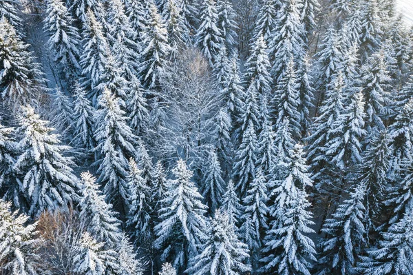 Pineta Innevata Montagna Vista Aerea Dall Alto Verso Basso Paesaggio — Foto Stock