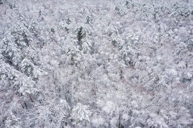 Hoarfrost ve kar güzel peyzaj ağaçları ile kaplı kış hava görünümünü. Kış manzarası yukarıdan. Drone ile yakalanan Peyzaj fotoğraf.