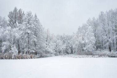 Hoarfrost ve kar güzel peyzaj ağaçları ile kaplı kış hava görünümünü. Kış manzarası yukarıdan. Drone ile yakalanan Peyzaj fotoğraf.