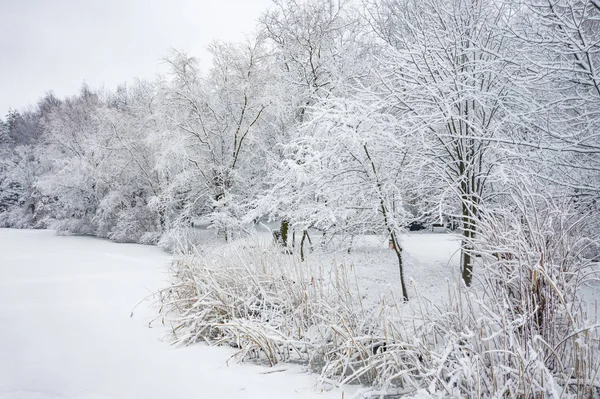 Hoarfrost Kar Güzel Peyzaj Ağaçları Ile Kaplı Kış Hava Görünümünü — Stok fotoğraf