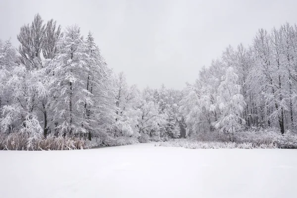 Vista Aérea Inverno Bela Paisagem Com Árvores Cobertas Com Geada — Fotografia de Stock