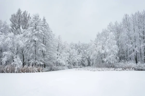 Hoarfrost Kar Güzel Peyzaj Ağaçları Ile Kaplı Kış Hava Görünümünü — Stok fotoğraf