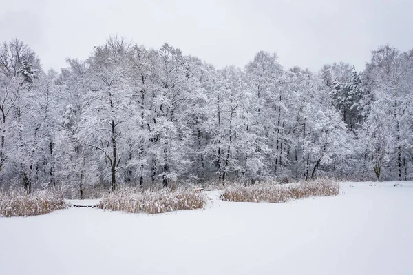 Vista Aérea Inverno Bela Paisagem Com Árvores Cobertas Com Geada — Fotografia de Stock