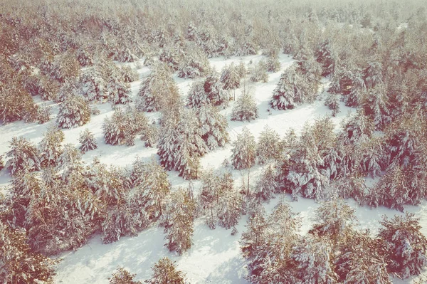 Veduta Aerea Della Foresta Innevata Invernale Del Lago Ghiacciato Dall — Foto Stock