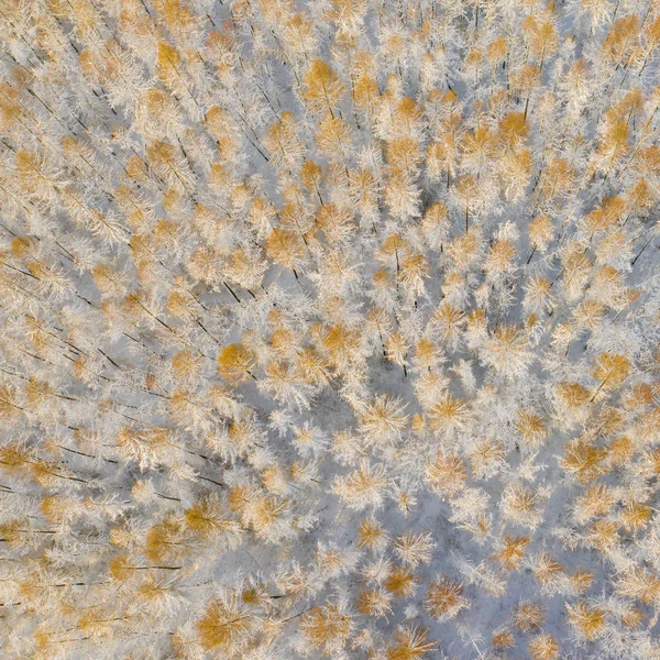 Vista Aérea Pinhal Coberto Neve Inverno Textura Floresta Inverno Vista — Fotografia de Stock