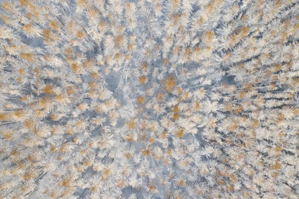 Вид Повітря Зимовий Засніжений Сосновий Ліс Зимова Текстура Лісу Вид — стокове фото