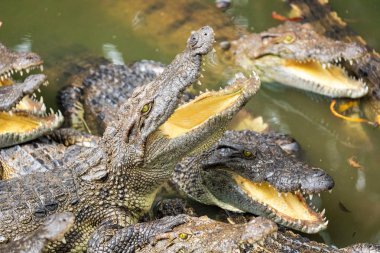 Vietnam, Asya çiftliğinde birçok timsahlar portresi.
