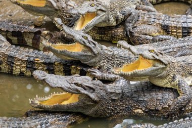 Vietnam, Asya çiftliğinde birçok timsahlar portresi.