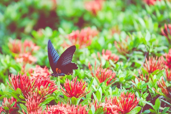 蝴蝶和热带花, 宏观特写镜头。黑色和白色 sp — 图库照片