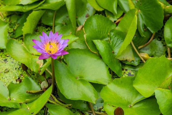 Beautiful Pink Lotus, water plant with reflection in a pond. Gre — Stock Photo, Image