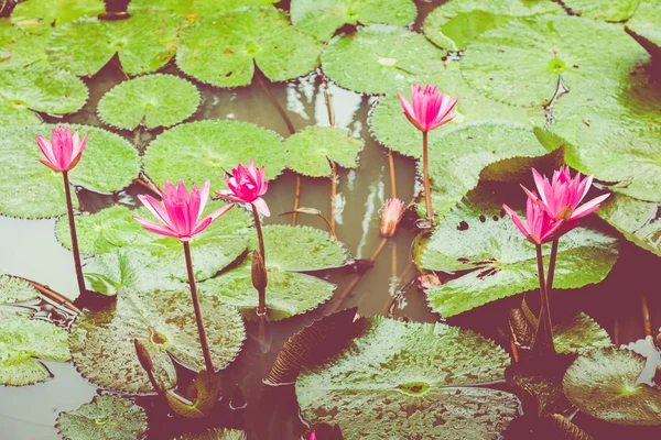 Прекрасний рожевий лотос, водяна рослина з відображенням у ставку. Греція — стокове фото
