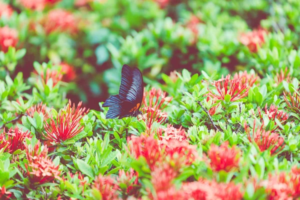 Borboleta e Flor Tropical, Macro Closeup. Preto e branco sp — Fotografia de Stock