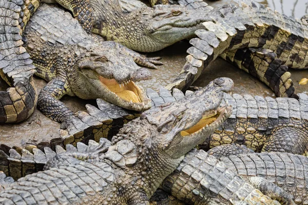 Portret van vele krokodillen op de boerderij in Vietnam, Asia. — Stockfoto