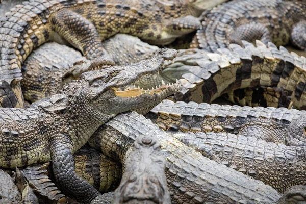 Retrato de muitos crocodilos na fazenda no Vietnã, Ásia . — Fotografia de Stock