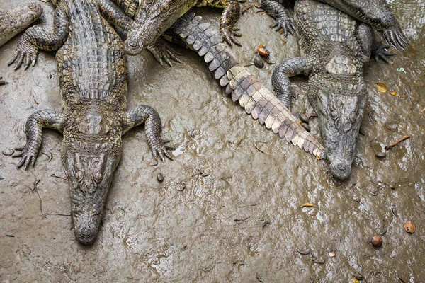 Porträtt av många krokodiler på gården i Vietnam, Asien. — Stockfoto