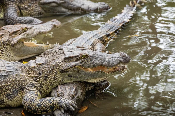 Portret van vele krokodillen op de boerderij in Vietnam, Asia. — Stockfoto