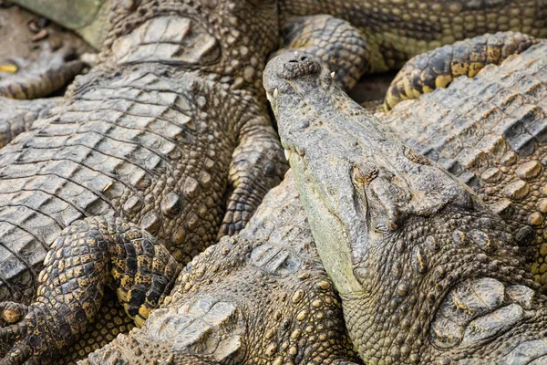 Porträtt av många krokodiler på gården i Vietnam, Asien. — Stockfoto