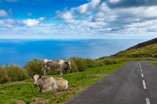 Hill of farm fields and cows in the Corvo island in Azores, Port — Stock Photo, Image