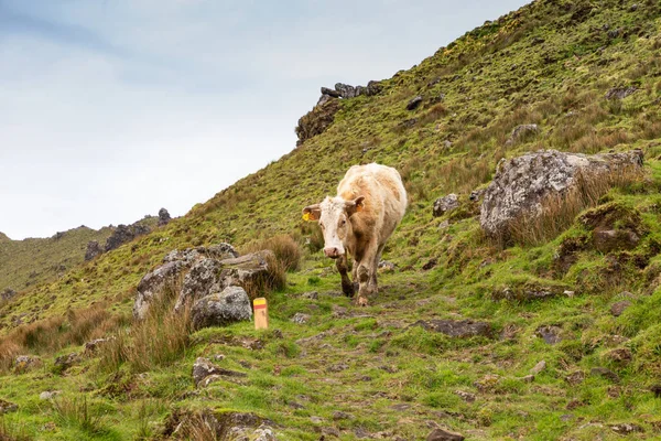 Collina di campi agricoli e mucche nell'isola di Corvo nelle Azzorre, Porto — Foto Stock