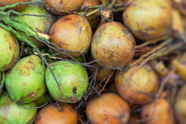 Geleneksel Hindistan cevizi. Seçici Odak.