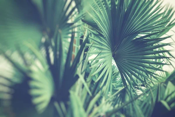Tropikal Palmiye Ağacı Yaprakları. Seçici Odak. — Stok fotoğraf