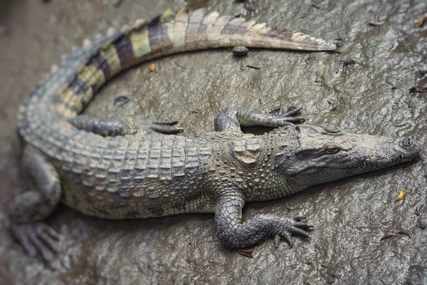 Retrato de muitos crocodilos na fazenda no Vietnã, Ásia. Seleccionar — Fotografia de Stock