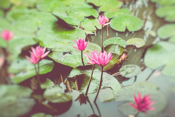 Lotos Flower. Water Lily. Selective Focus. — Stock Photo, Image