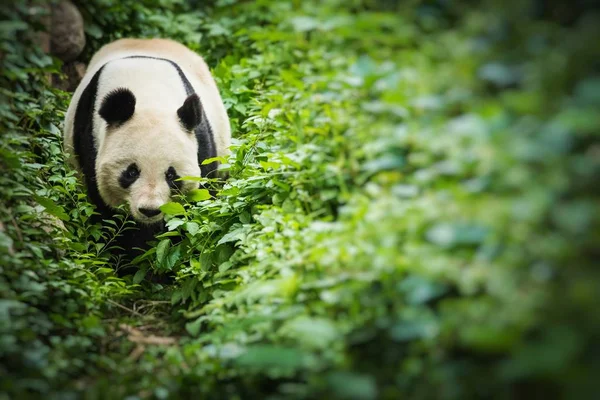 Urso Giand Panda. Vida selvagem da China. Foco seletivo . — Fotografia de Stock