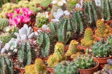 Sokak pazarında satılık tencere sulu bitkiler ve kaktüs. 