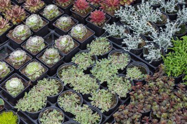 Sokak pazarında satılık tencere sulu bitkiler ve kaktüs.