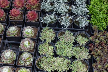 Sokak pazarında satılık tencere sulu bitkiler ve kaktüs.