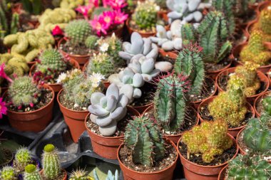 Sokak pazarında satılık tencere sulu bitkiler ve kaktüs. 