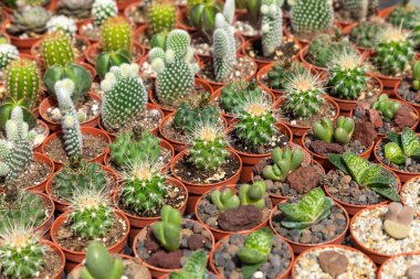 Sokak pazarında satılık tencere sulu bitkiler ve kaktüs. 