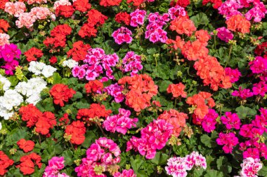 Hırvat çiçek pazarında satılık çiçekler.