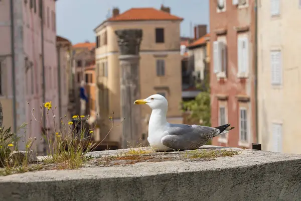 海鸥在克罗地亚城镇扎达尔的历史中心 — 图库照片