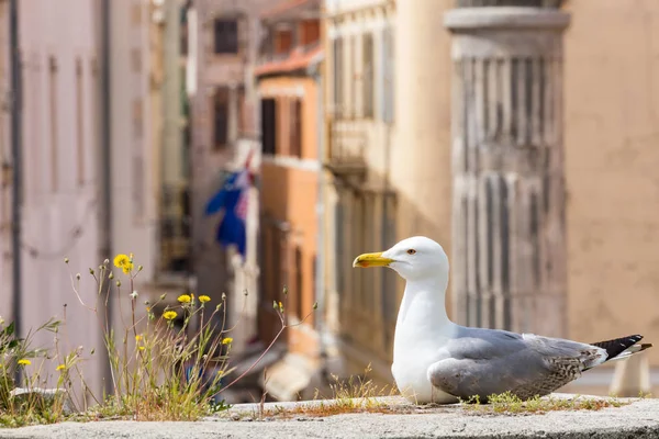 Gaviota en el centro histórico de la ciudad croata de Zadar en el —  Fotos de Stock