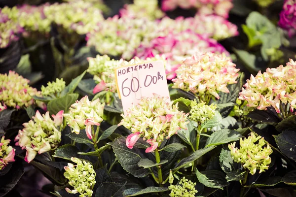 Hırvat çiçek pazarında satılık çiçekler. — Stok fotoğraf