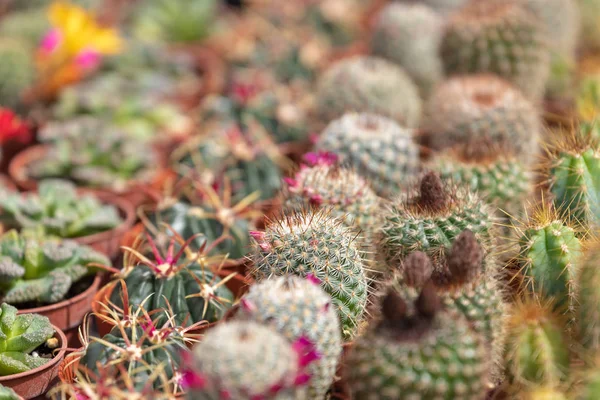 Plantas suculentas y cactus en macetas para la venta en el mercado callejero . —  Fotos de Stock