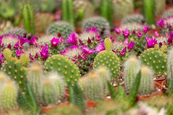 Suculentní rostliny a kaktusy v květináči na prodej na pouličním trhu. — Stock fotografie