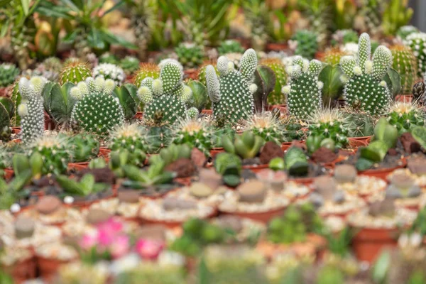 Plantas suculentas y cactus en macetas para la venta en el mercado callejero . —  Fotos de Stock