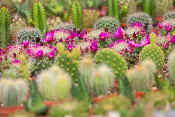 Plantas suculentas y cactus en macetas para la venta en el mercado callejero . — Foto de Stock