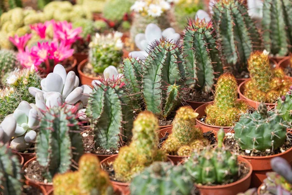 Sappige planten en cactus in potten te koop in straatmarkt. — Stockfoto