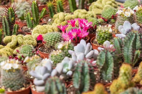 Tanaman dan kaktus yang lezat dalam pot untuk dijual di pasar jalanan . — Stok Foto