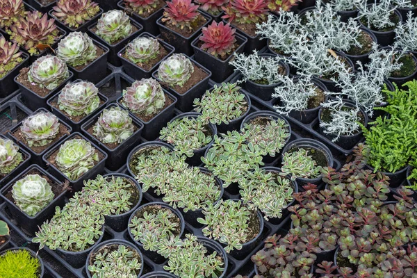 Sokak pazarında satılık tencere sulu bitkiler ve kaktüs.