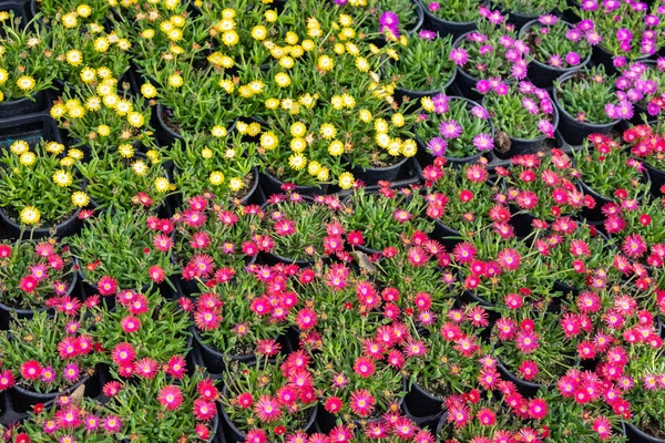 Hırvat çiçek pazarında satılık çiçekler.